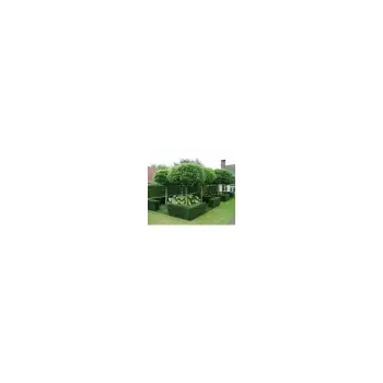 CATALPA KATALPA na pniu kulista szczepiona - sadzonki 100 / 130 cm